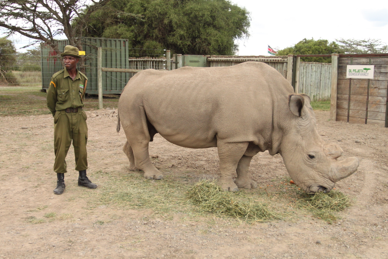 Sudan, the last male northern white rhino, at the Ol Pejeta Conservancy in Kenya. Sudan died in March 2018